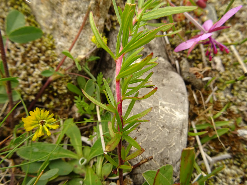 Chamaenerion fleischeri - Onagraceae